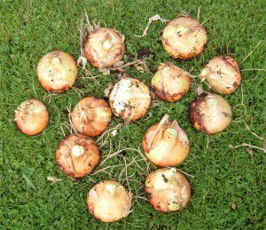 Freshly Picked Onions Freshly Picked Onions