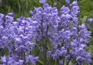 Bluebells - Delicate Spring Flower