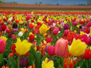 Tulips - Add vibrant colours to your garden