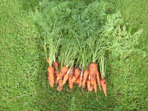 Transplanted Carrots