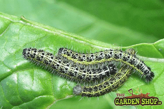 How to Control Caterpillars
