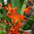 Orange Flowering Plants