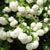 White Flowering Plants