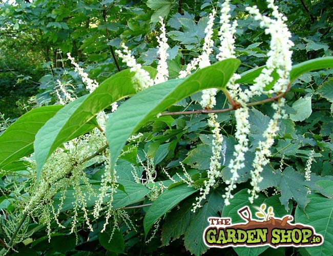 How to Kill Japanese Knotweed
