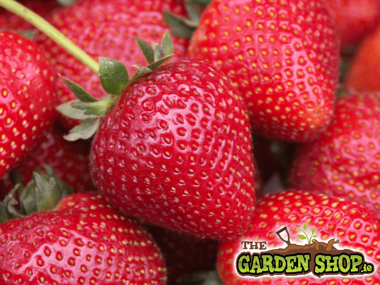 Types of Strawberries