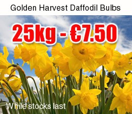 daffodils
