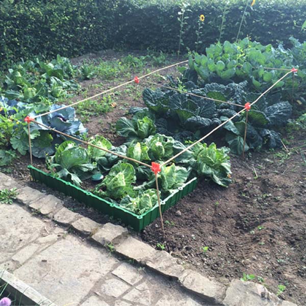 Buy Garden Netting Support Frames Made From Bamboo Canes in Ireland