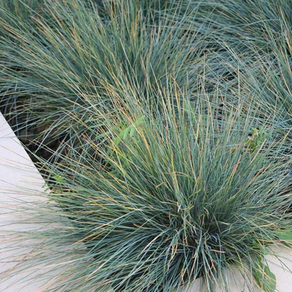 Potted Festuca Glauca Grass Plants For Sale Lowest Prices