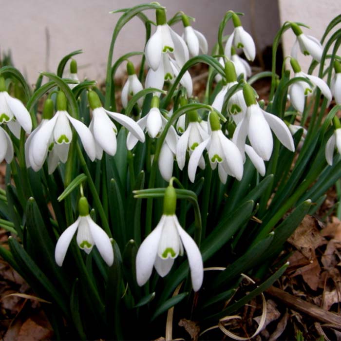 Best Priced Snowdrop Bulbs On Sale Online Next Day Delivery