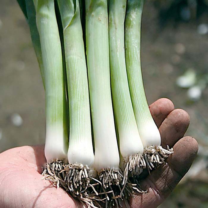 Grow Your Own Baby Leek Seeds Leek Zermatt On Sale Online