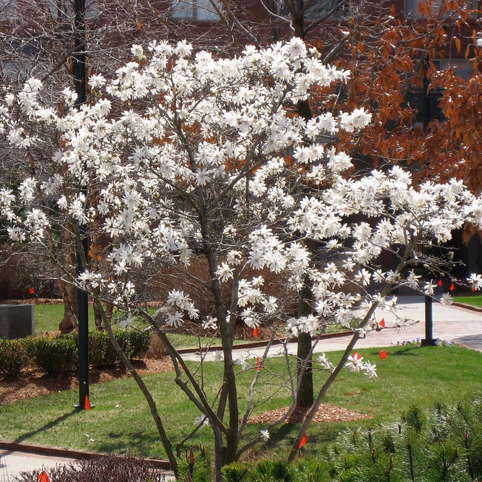 Image Result For Small Family Garden