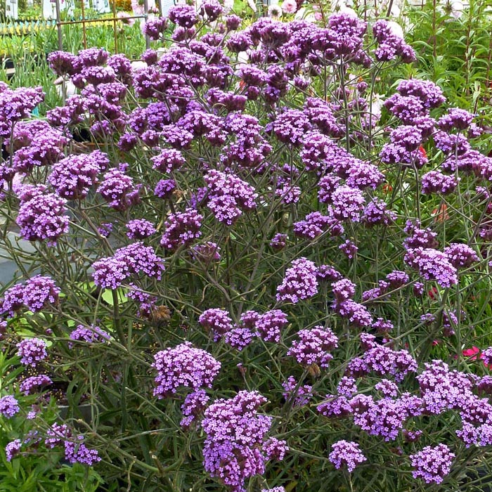 Potted Dwarf Verbena Bonariensis Plant For Sale in Ireland