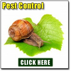 Garden Pest Control