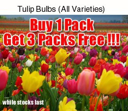 tulips