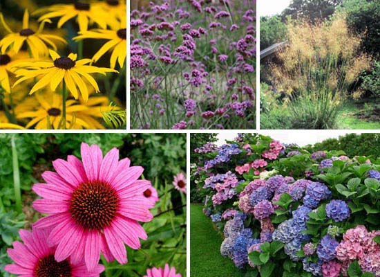 August in the Garden August in the Garden