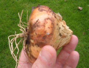 Flat Bottom Onion - Stuttgart Giant Flat Bottom Onion - Stuttgart Giant