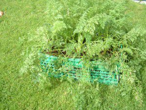 Growing Cattots in Container Growing Cattots in Container