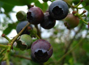 Picking Blueberries Picking Blueberries