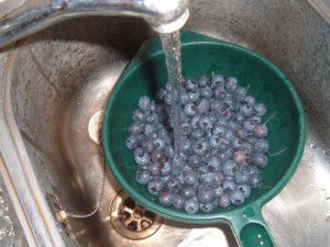 Washing the Blueberries Washing the Blueberries
