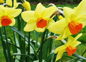 Daffodils - Beautiful Spring Flowers Daffodils - Beautiful Spring Flowers