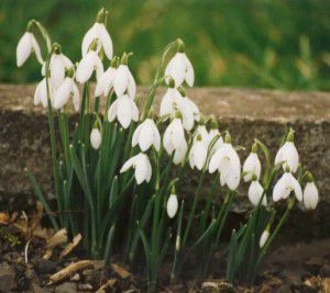 Snowdrops - Traditional Spring Flowers Snowdrops - Traditional Spring Flowers