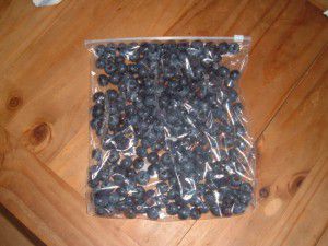 Bagging the Blueberries Bagging the Blueberries