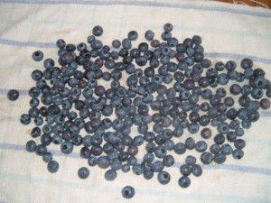 Drying the Blueberries