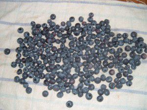 Drying the Blueberries Drying the Blueberries