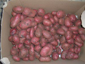 Picked potatoes