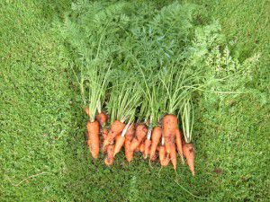 Transplanted Carrots Transplanted Carrots