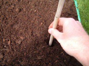 Making the hole for the carrot thinnings Making the hole for the carrot thinnings