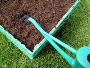 Give the carrots a good start with rain water Give the carrots a good start with rain water