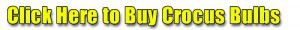 buy crocus bulbs