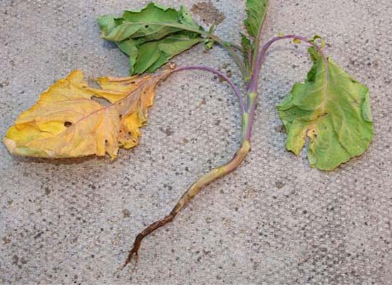 Cabbage Fly Damage to Brocolli Plant