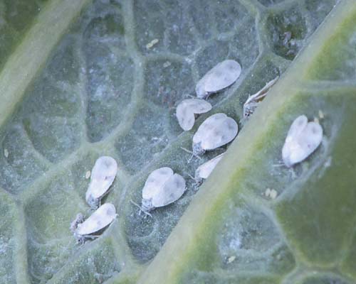 Cabbage Fly