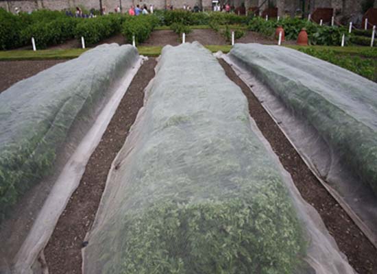 Carrot Fly Control Carrot Fly Control