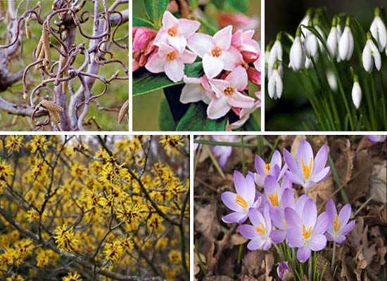 February Plants February Plants