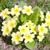 Spring Flowering Plants