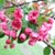 Pink Flowering Plants