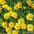 Yellow Flowering Plants