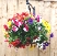 HANGING BASKETS