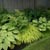 Plants For Full Shade