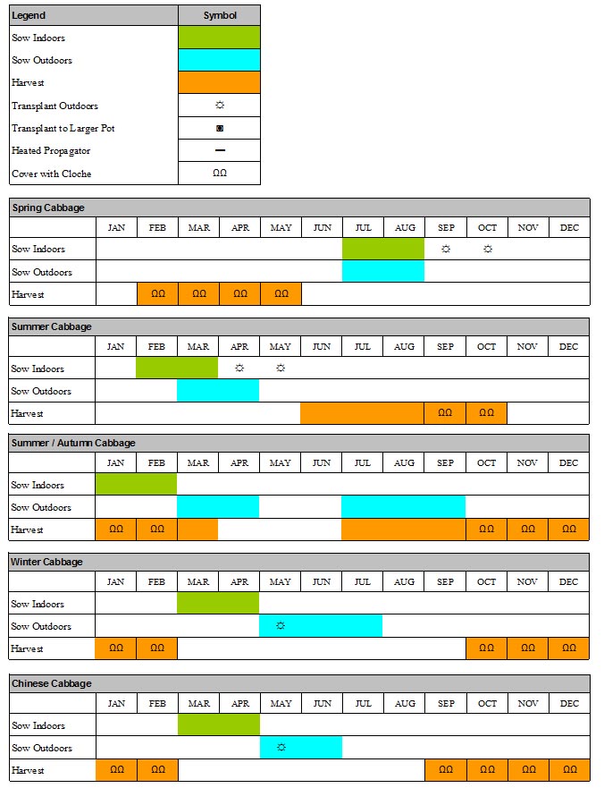 Cabbage Seeds Calendar