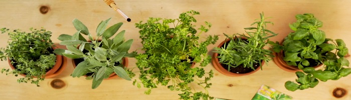 How to Grow Herbs