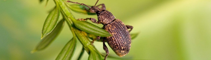 Pest Control