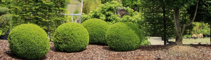 How to Grow Shrubs