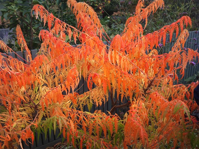 Colourful Autumn Shrubs