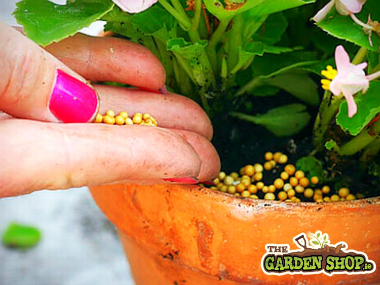 Plant feed cheap