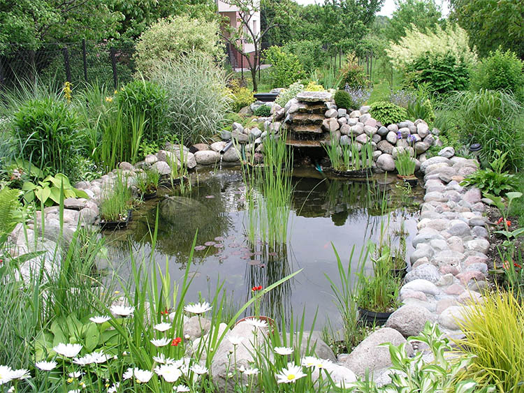 How to Build a Pond & Attract Wildlife Into Your Garden