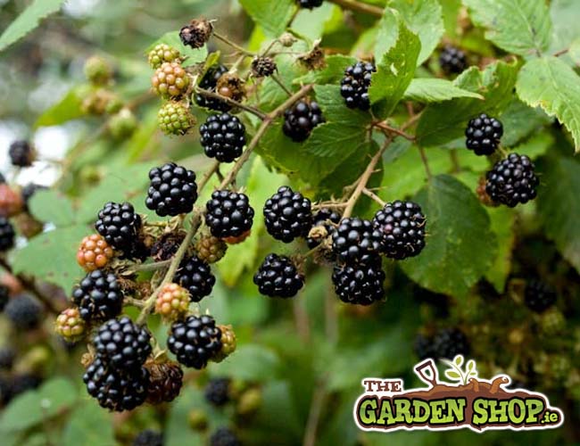 How to Grow Blackberries